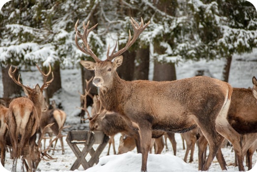картинка для Арктичний зоопарк та Оленяча ферма