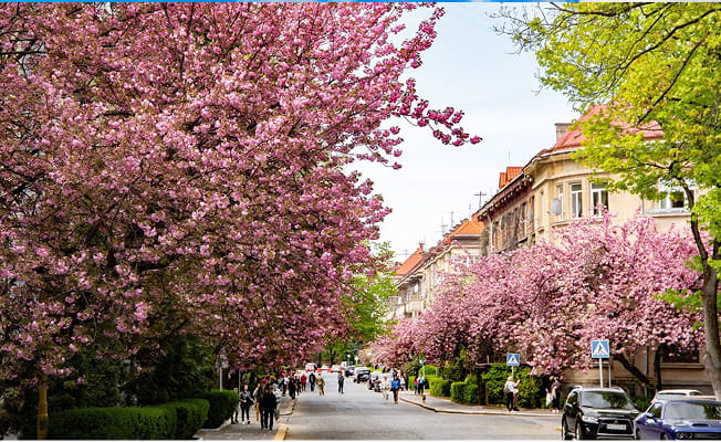 картинка для Прогулянки весняним Ужгородом і час для себе